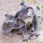 Les Aventuriers du Dimanche - A la rencontre des Koalas 🐨