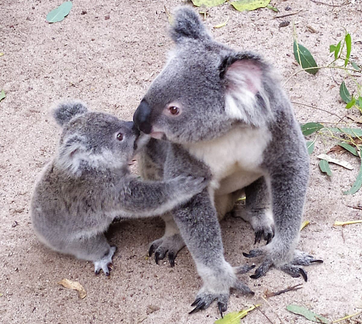 Les Aventuriers du Dimanche - A la rencontre des Koalas 🐨